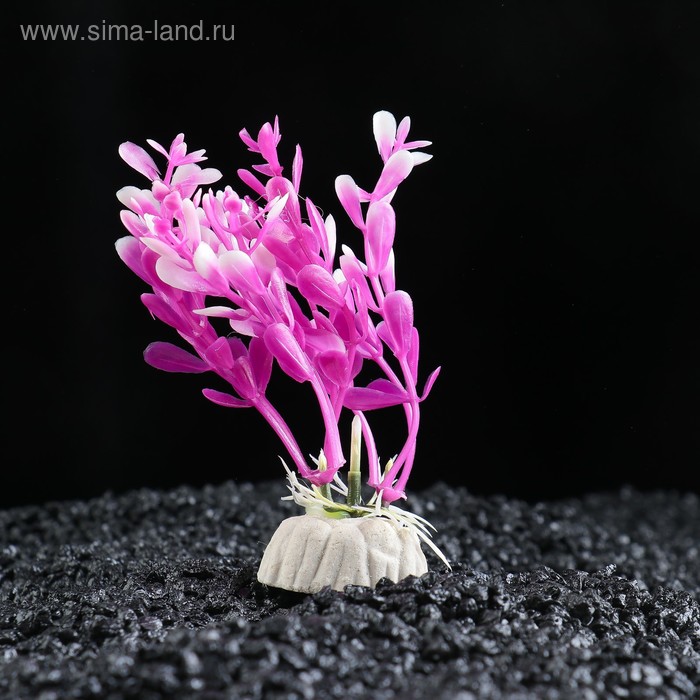 Растение искусственное аквариумное Альтернантера сидячая, 10 см
Растение искусственное аквариумное Альтернантера сидячая, 10 см