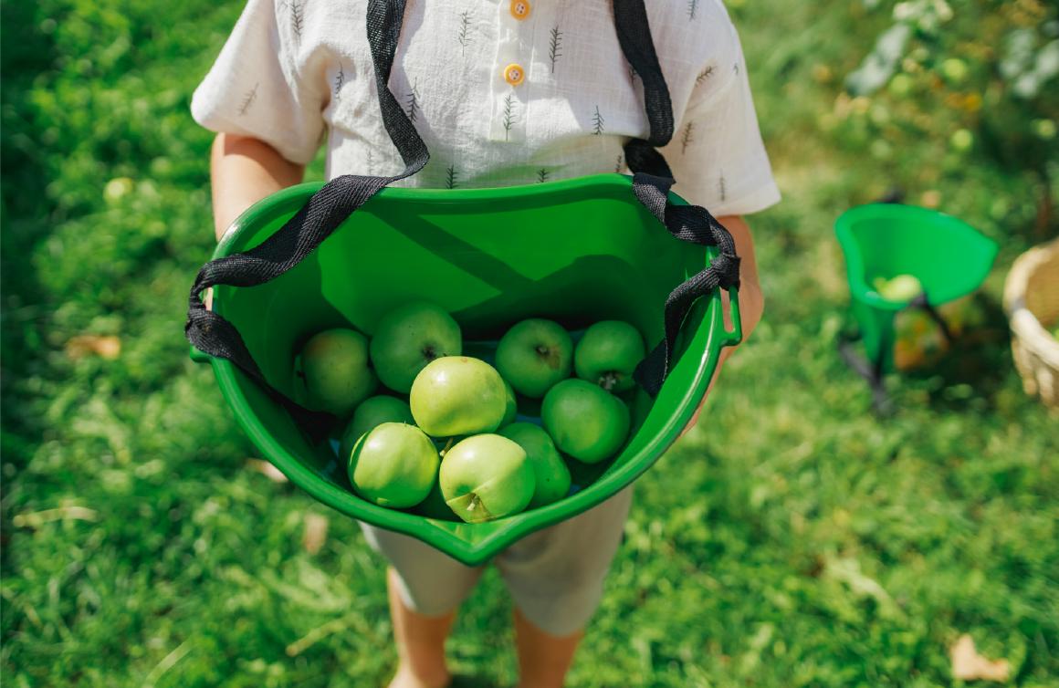садовые яблоки ёмкость для сбора урожая