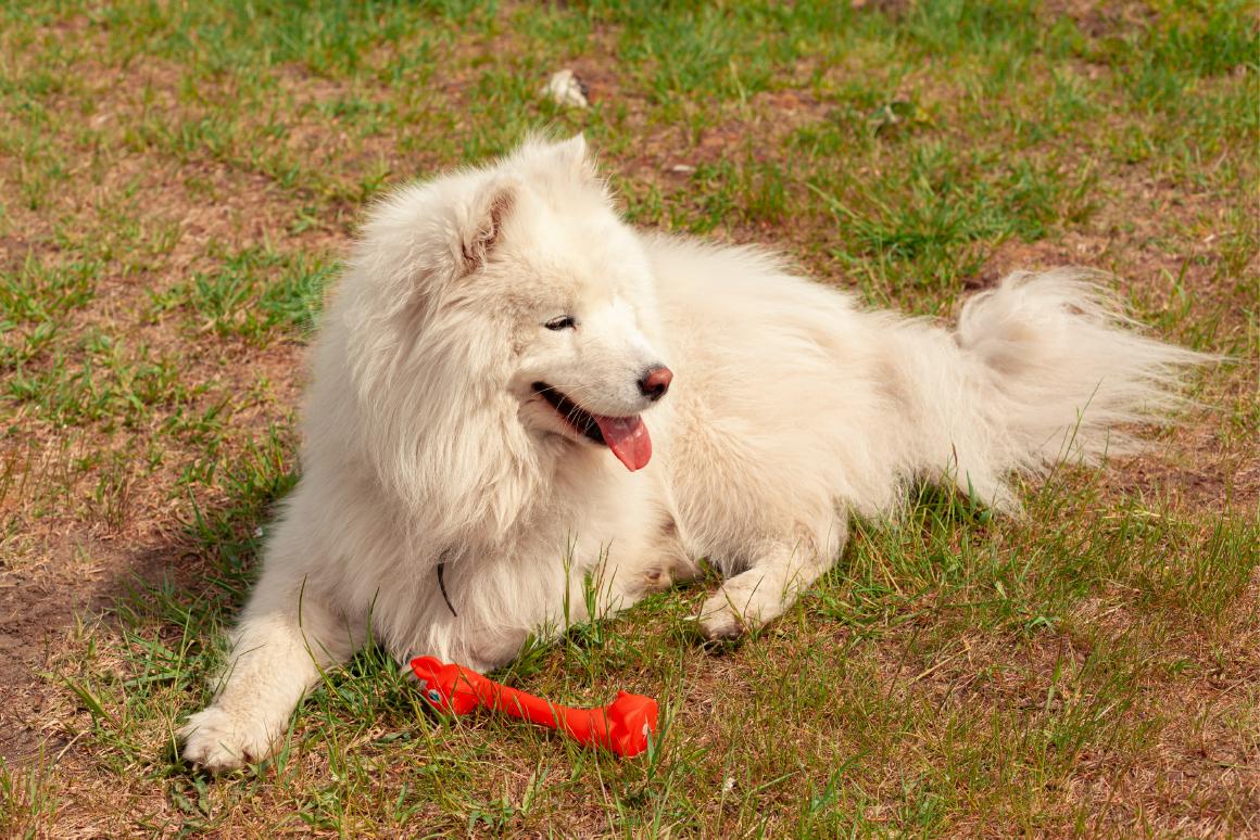 Большая белая собака лежит с игрушкой