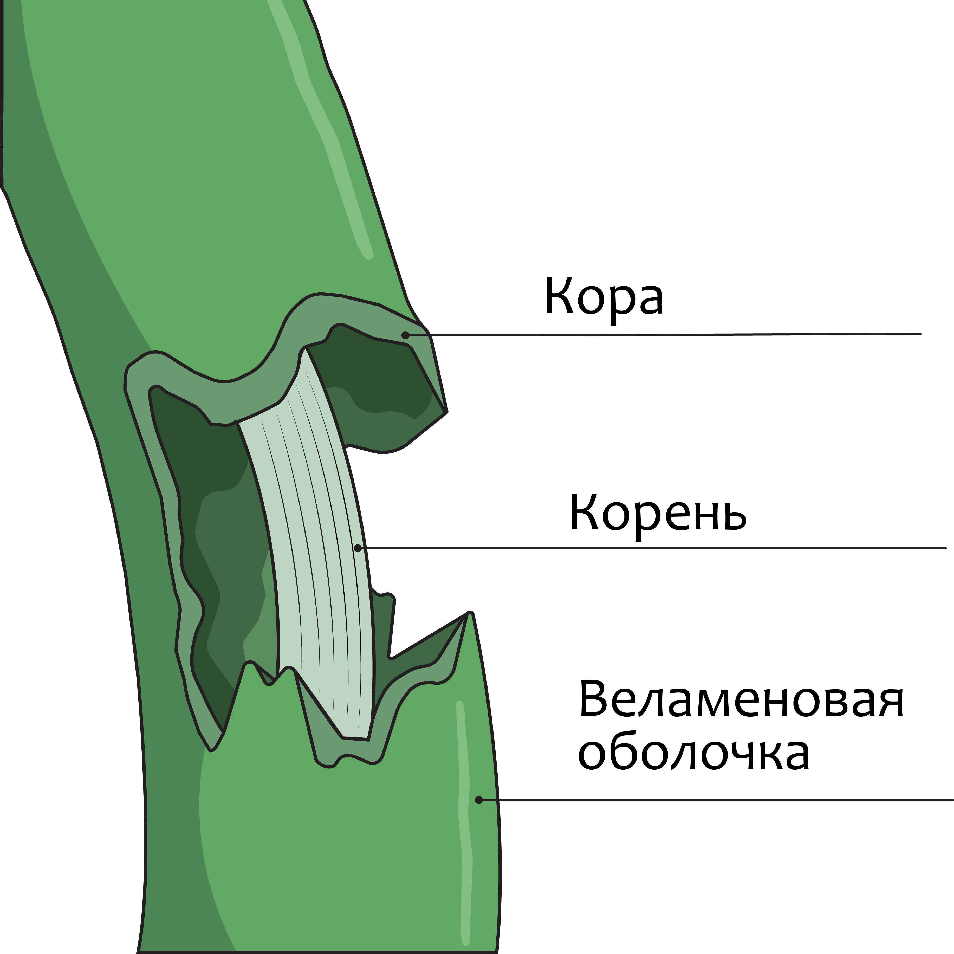 Строение корня орхидеи