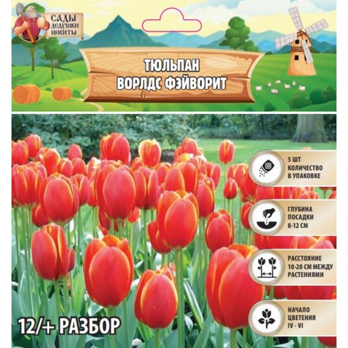 Тюльпан «Ворлдс Фэйворит»