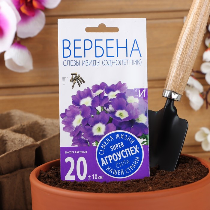 Как сажать вербену