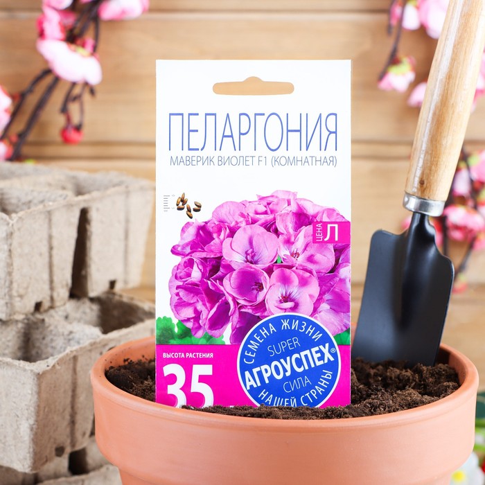 Когда сажать пеларгонию