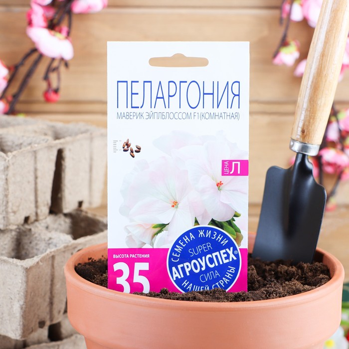 Как высаживать пеларгонию