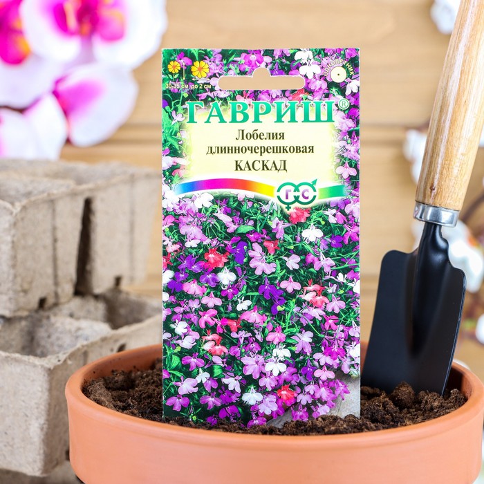 Как сеять лобелию