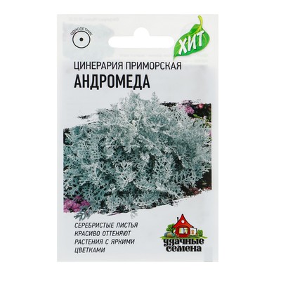 Семена цинерарии