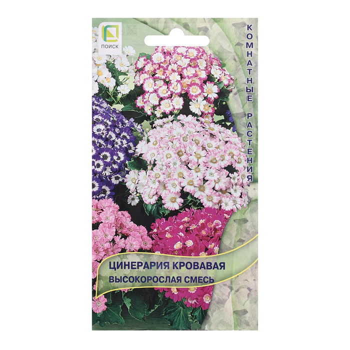 Семена цинерарии