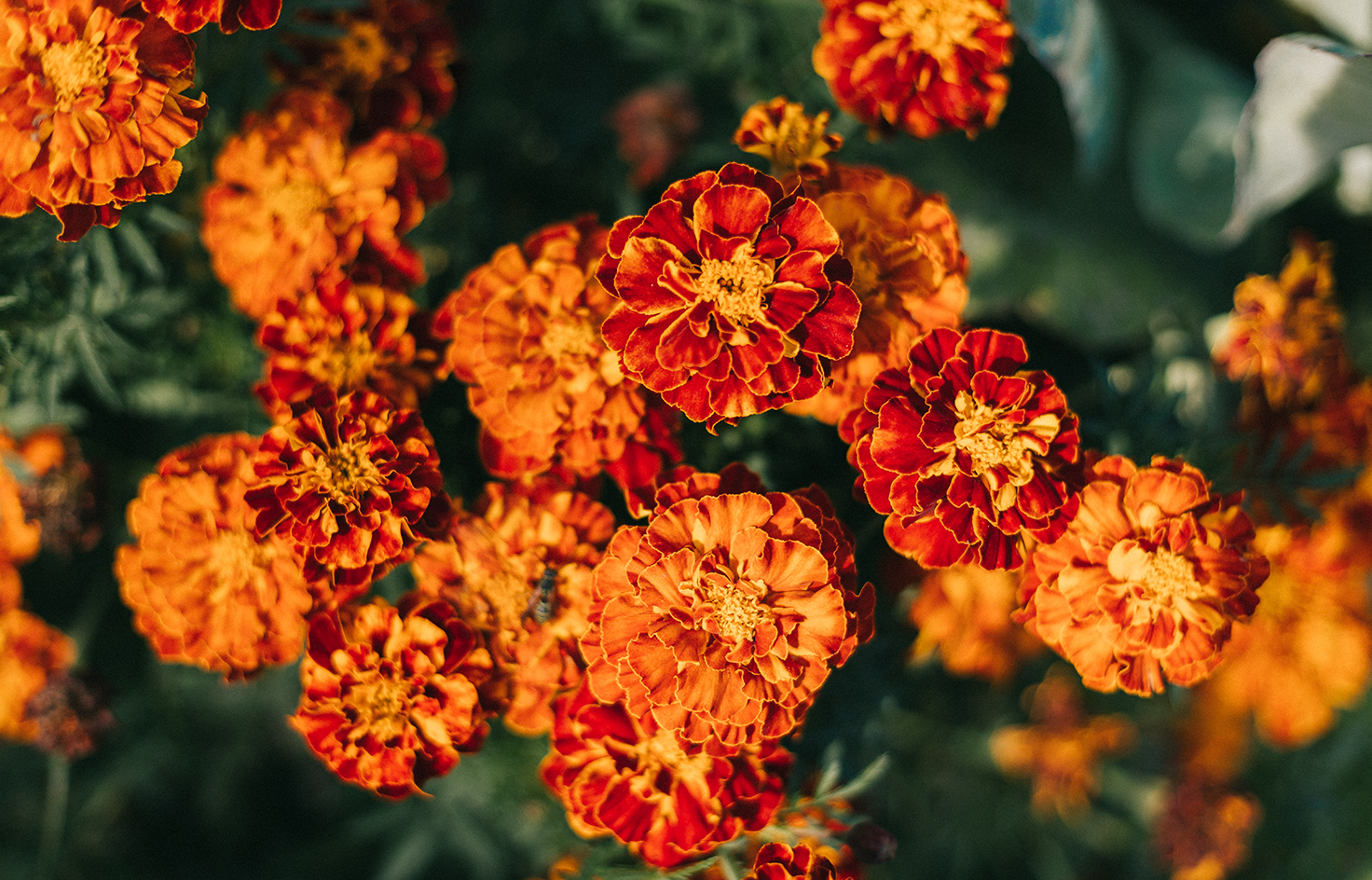 Бархатцы для сада