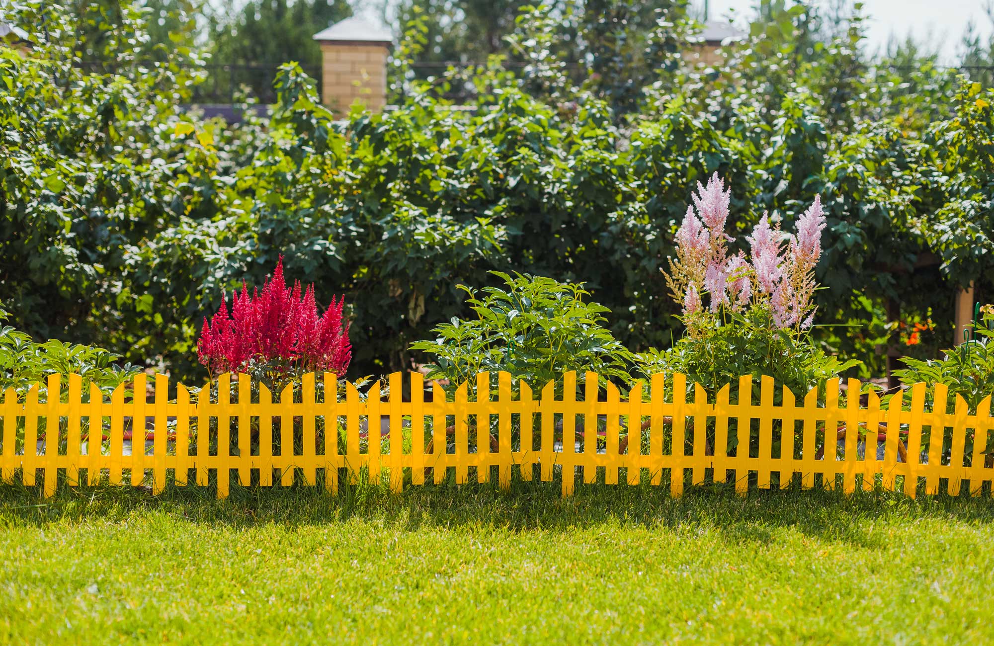 цветы в саду