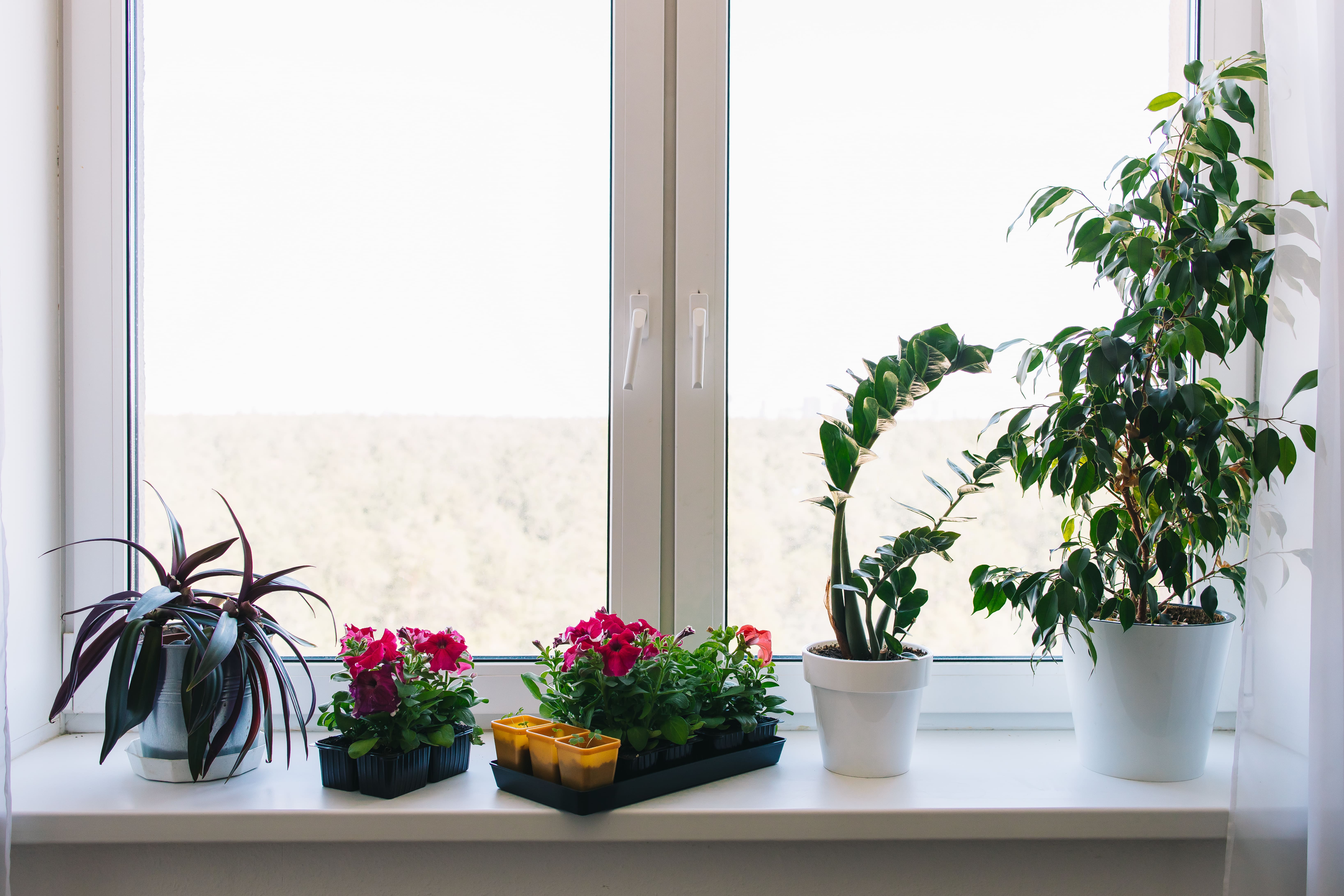 Домашний сад