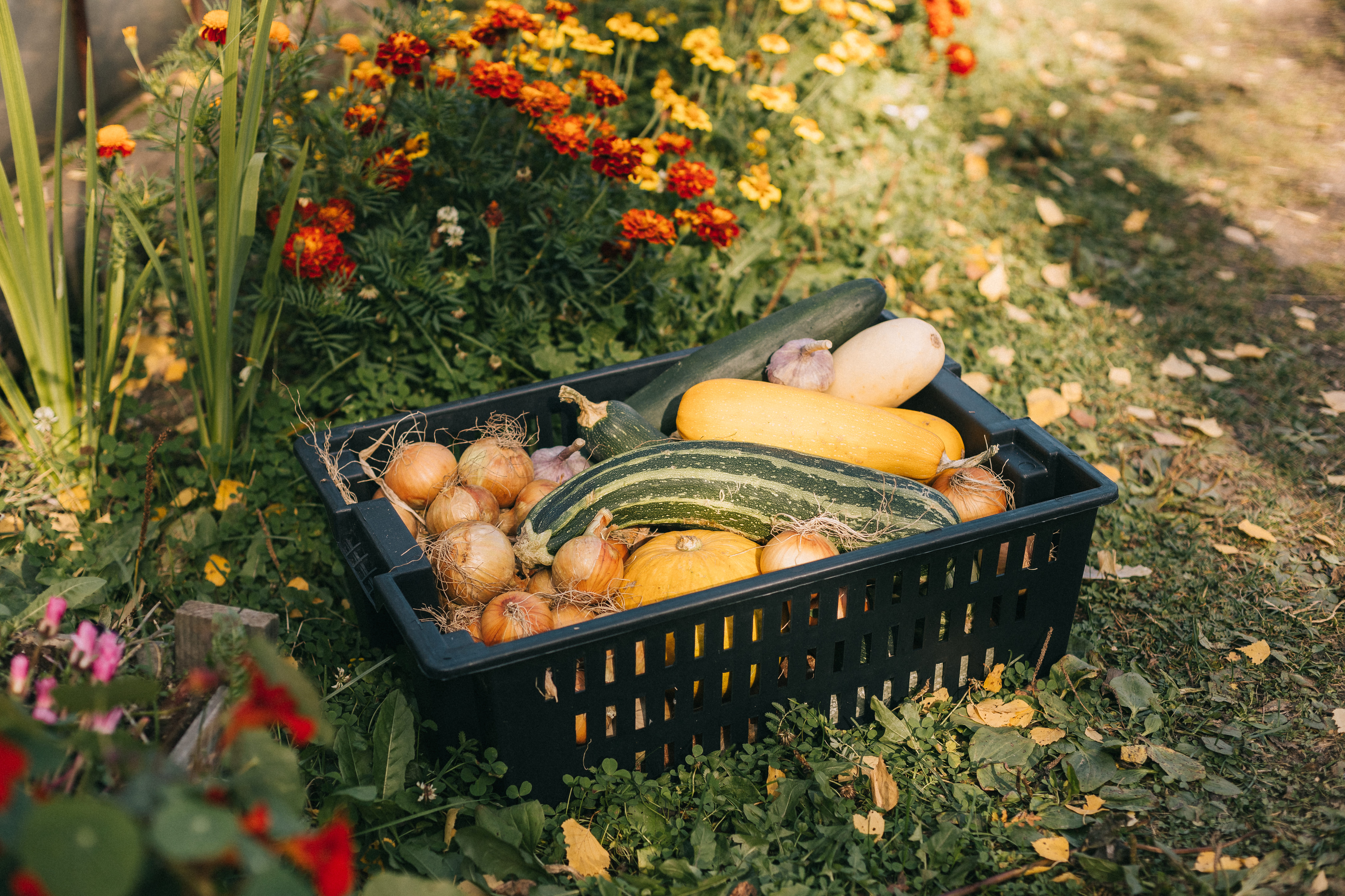 Урожай в ящике