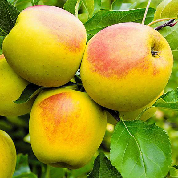 Саженец яблони