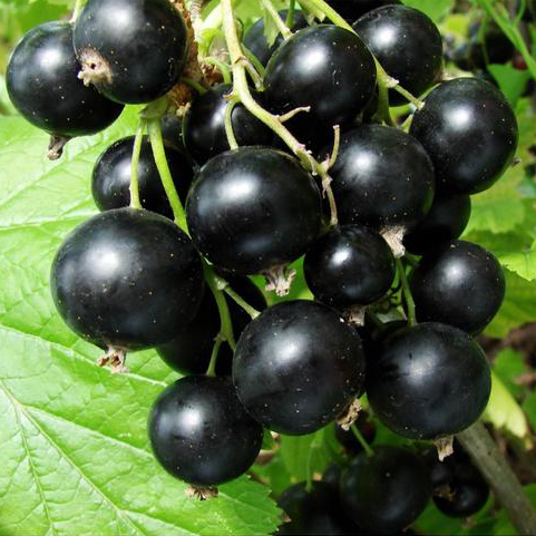 Саженец смородины