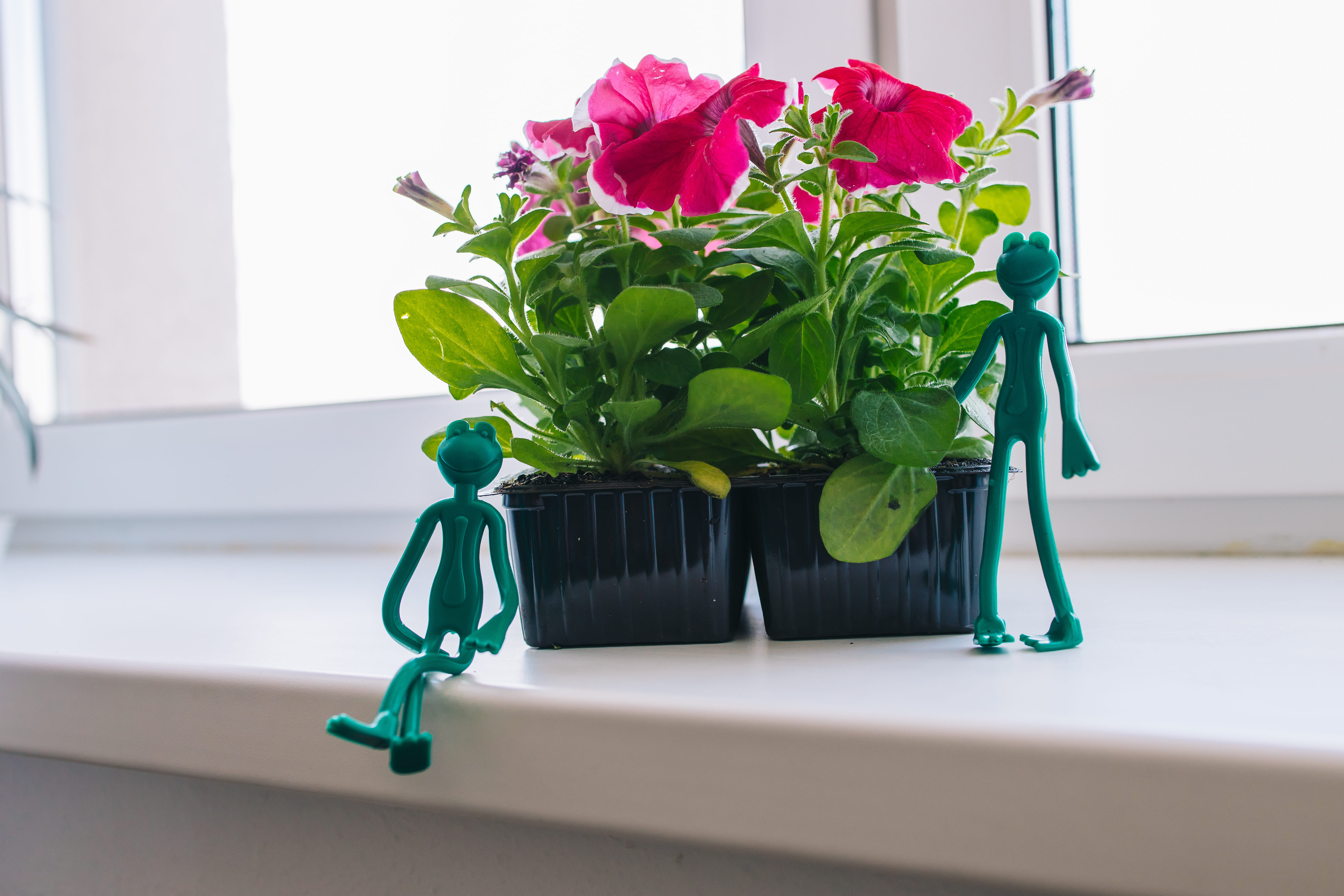 Цветы на окне