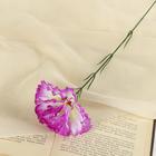 Сиреневый Сиреневый