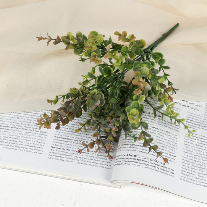 Букет "Фикус Бенджамина" микс