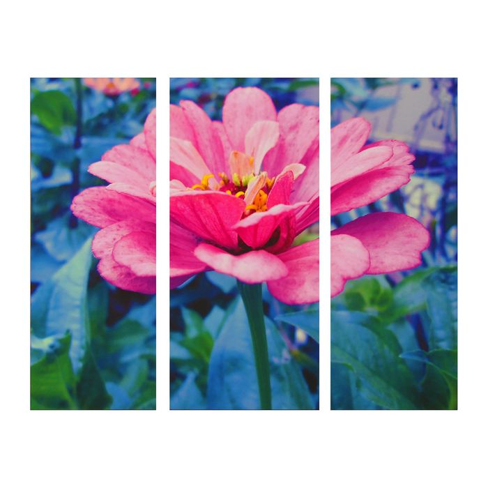 Модульная картина на подрамнике "Цинния", 25×65, 30×65, 25×65 см