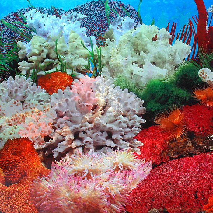 Фон двухсторонний 50см. Растительный пресн./Белые кораллы морской 9019-9029(50)