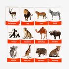 Обучающие карточки «Изучаем английский. Животные жарких стран», 16 штук, 3+ - Фото 2