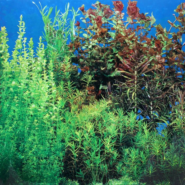 Фон двухсторонний 50смХ15м рулон "Раст. пресноводные/Морские заросли" 9019-9033(50)