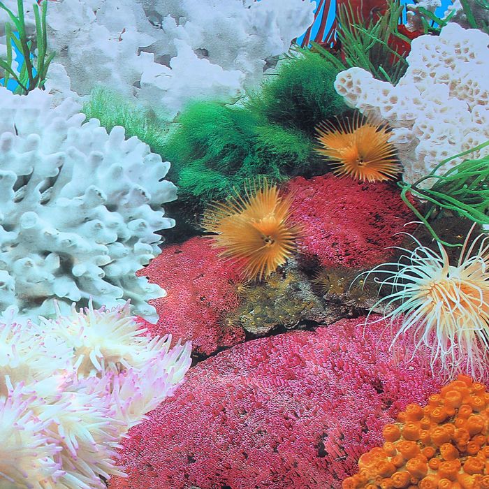 Фон двухсторонний 60смХ15м рулон "Белые кораллы морской / Синее море" 9029-9063(60)