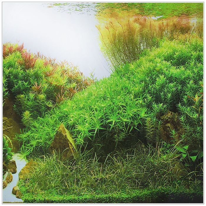 Фон двухсторонний 50смХ15м рулон "Коряги с растениями / Растительные холмы" 9084-9085(50)