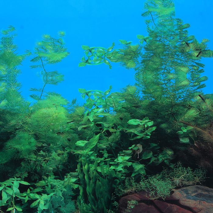 Фон двухсторонний 60смХ15м рулон "Растительный (синий) / Растительный с камнем (синий)" 9011-9031(6