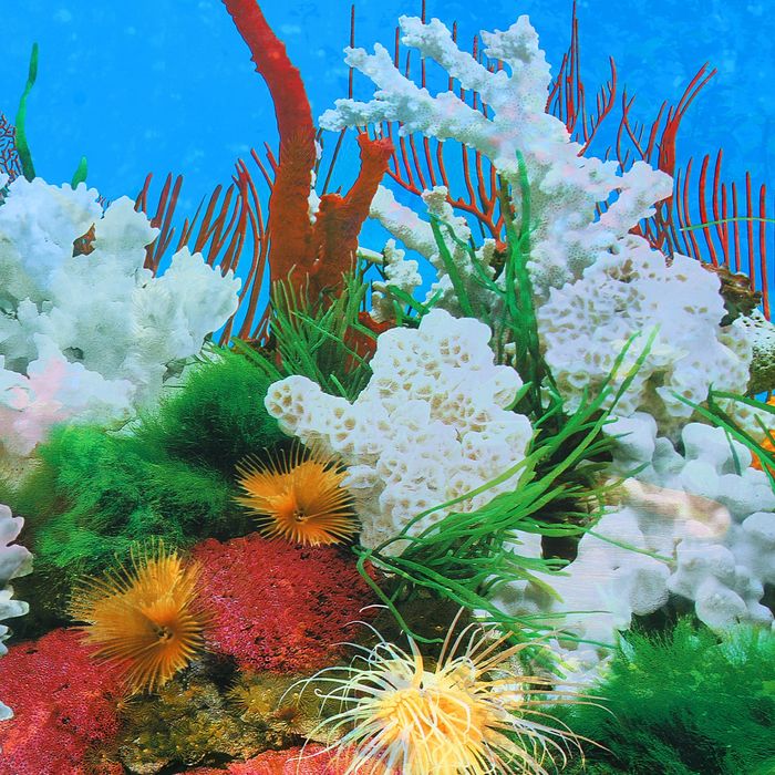 Фон двухсторонний 60см. Растительный пресн./Белые кораллы морской 9019-9029(60)