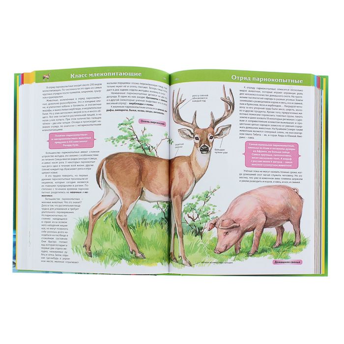 Большая детская энциклопедия животных