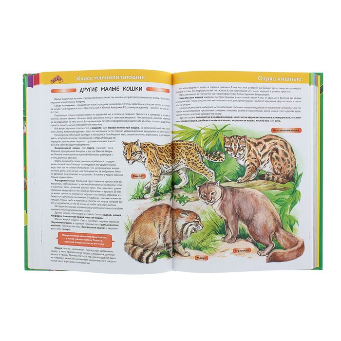 Энциклопедия "Что? Кто? Зачем? Почему? Животные" 416стр