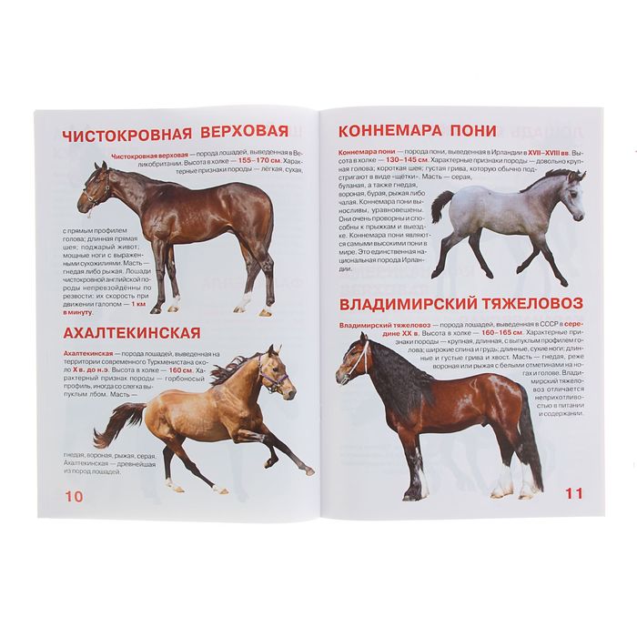 Большая книга «Лошади и пони»