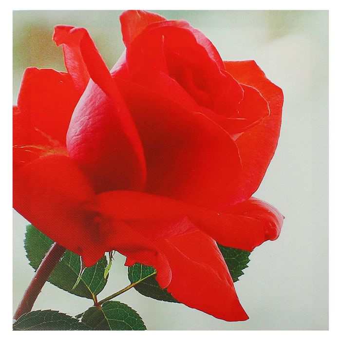 Картина на подрамнике "Красная роза"