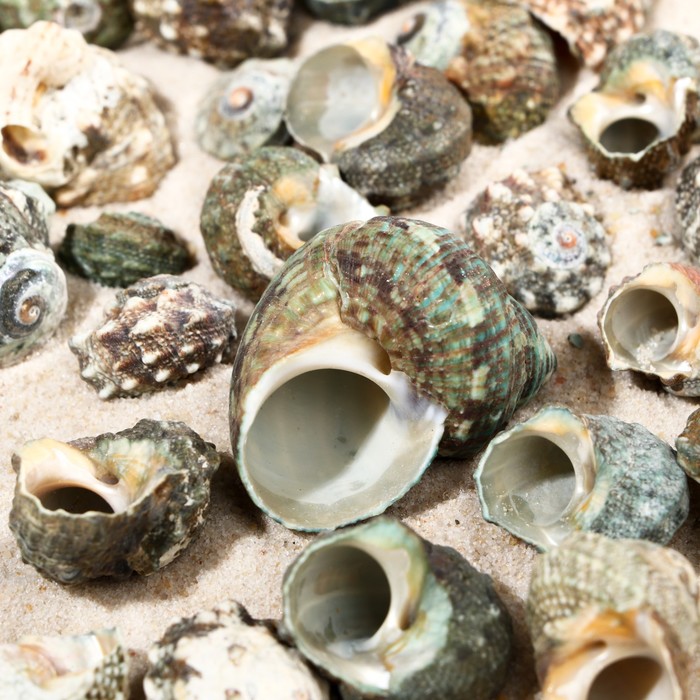 Набор ракушек, внутри перламутр, 100 гр