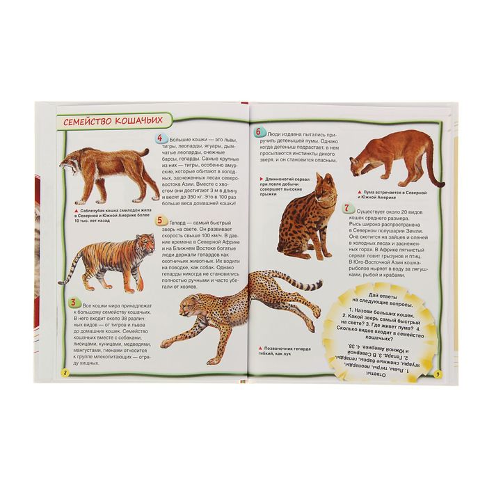 100 фактов «Кошки и котята»
