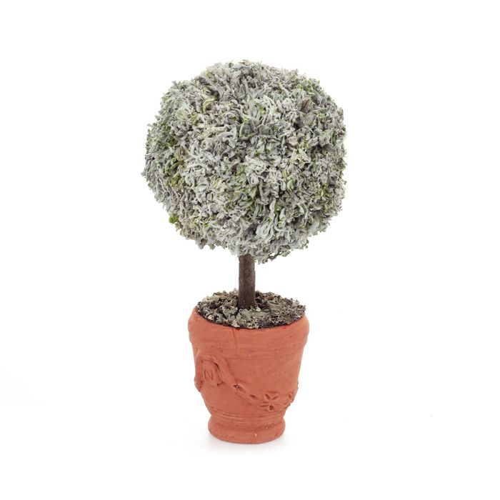 Декоративная композиция "Деревца из цинерии" в горшочке, 15 х 15 х 28 см