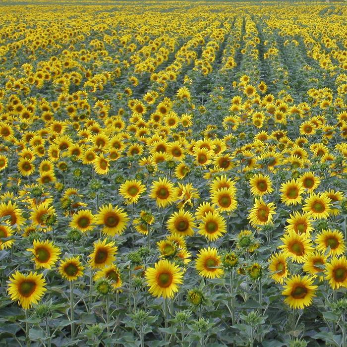 Мягкая игрушка "Лев Лёва", 56см