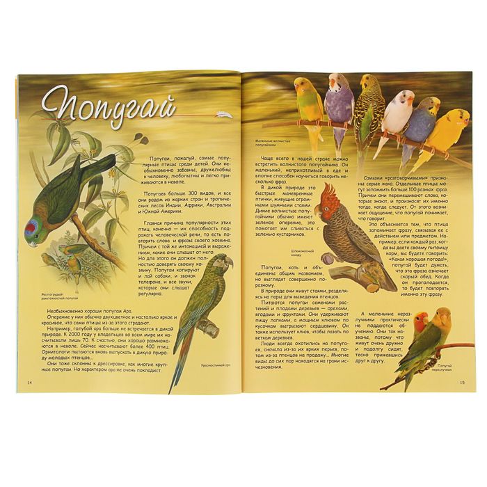 Что? Когда и Почему? "Какие птицы самые красивые?", с 3D картинками!