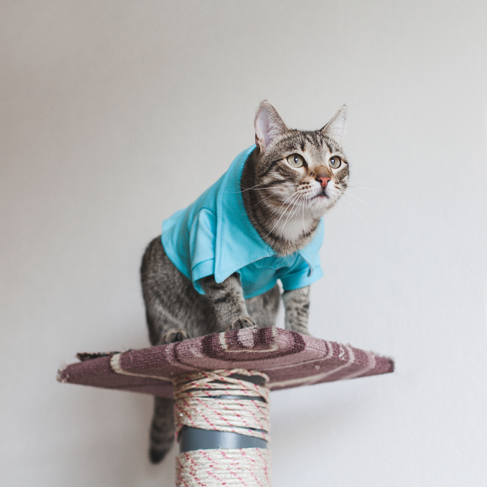 Футболка поло, размер L микс цветов