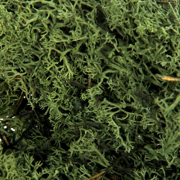 Мох для декора, тёмно-зелёный, 50 г