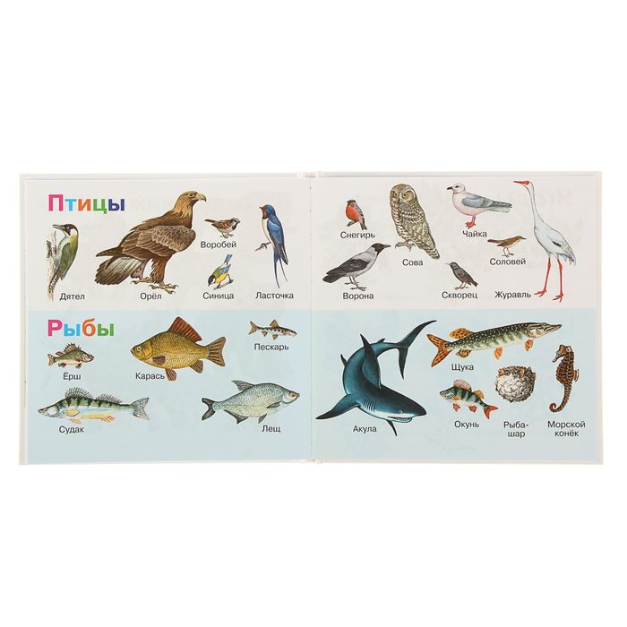 Раннее развитие. Моя первая энциклопедия