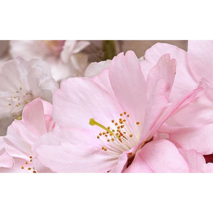 Декор 40х25см Букет розовый (часть панно) 09-01-41-662