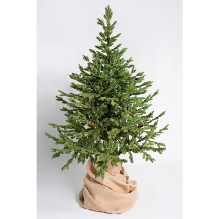 Ёлка "Датская" Премиум 120±5 см, d нижнего яруса 96±3 см, 162 ветки