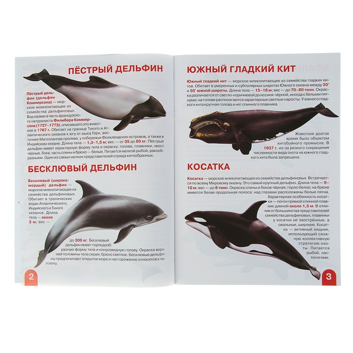 Большая книга «Дельфины, киты, косатки»