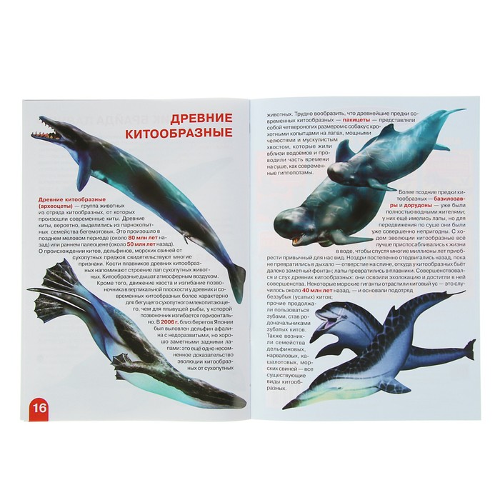 Большая книга «Дельфины, киты, косатки»