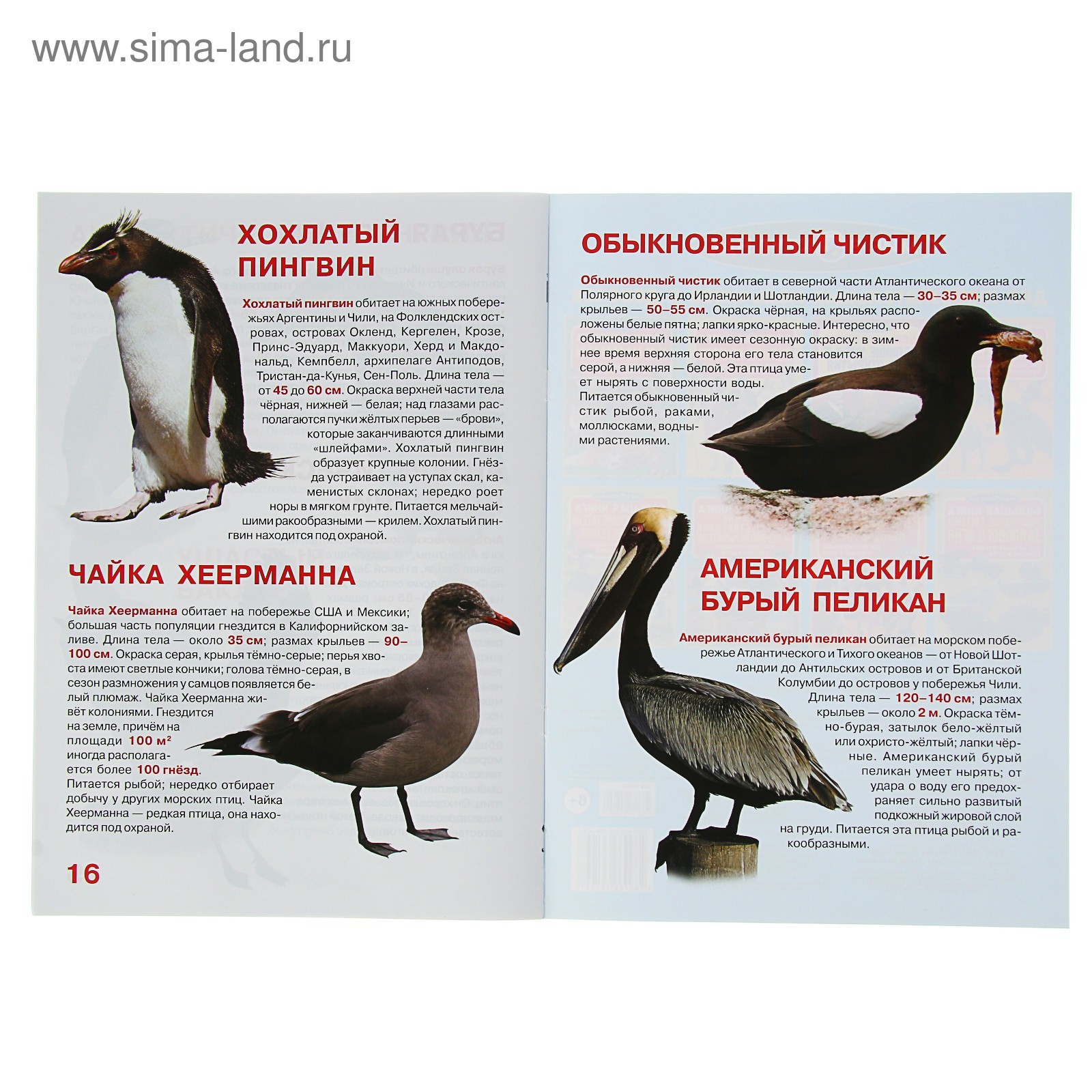 Большая книга птиц. Морские птицы список. Морские птицы список для детей. Морские птицы список с картинками. Морские птицы описание.