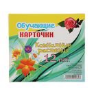 Обучающие карточки "Комнатные растения" 12шт