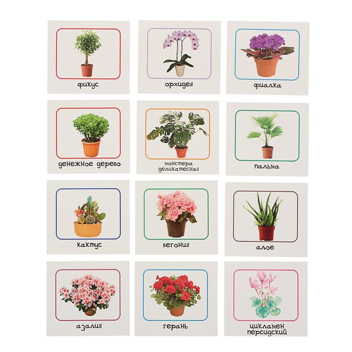 Обучающие карточки "Комнатные растения" 12шт