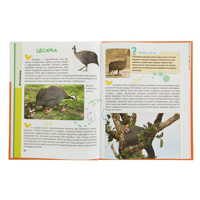 Домашние животные