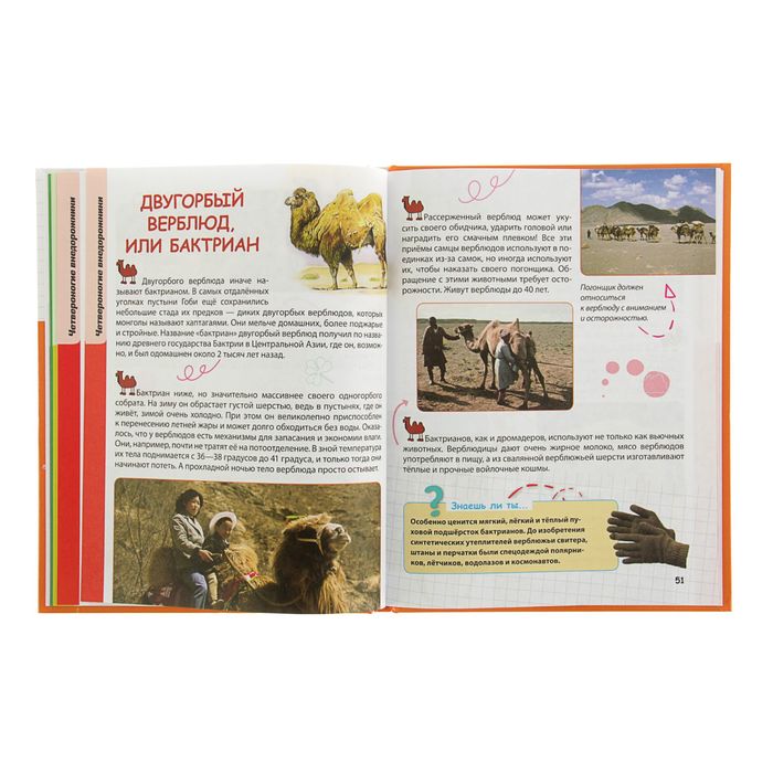 Домашние животные