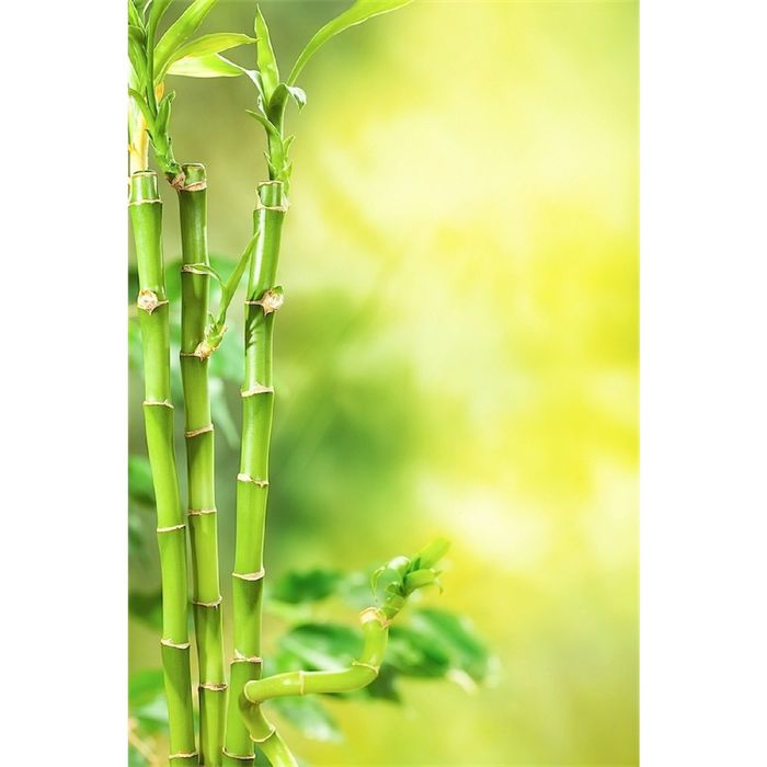 Фотообои "Зеленый бамбук" (состоит из 2 частей), 1,8 х 2,7 м